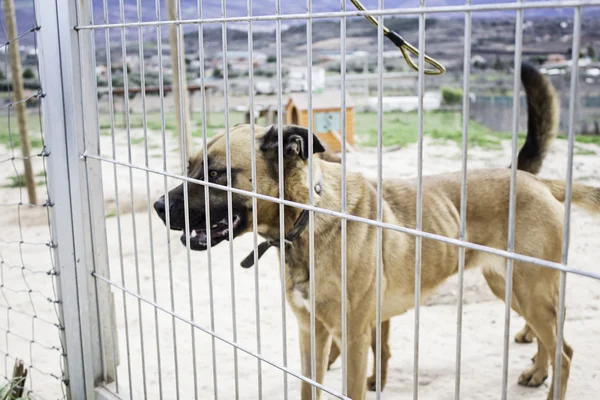 Enclosed dog kennel