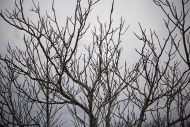 Uğursuz ağaç dalları