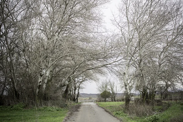 Ağaçlar kırsal yol — Stok fotoğraf