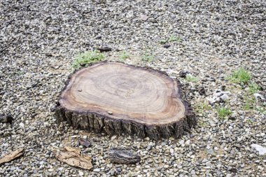 Cut tree trunk