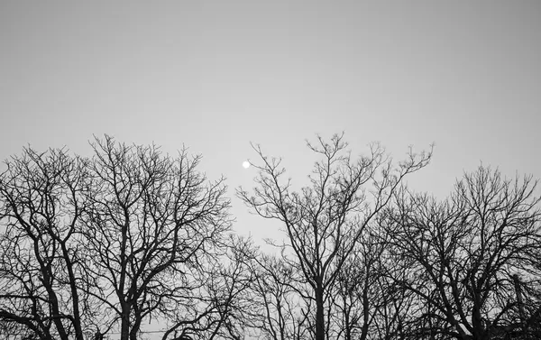 Árvores com Lua — Fotografia de Stock