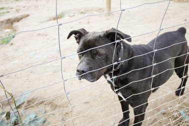 Kilitli köpek köpek kulübesi