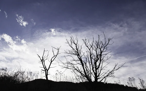 Alacakaranlıkta ağacı uğursuz — Stok fotoğraf