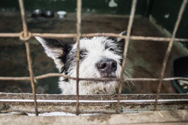 Koruyucu köpek hayvan