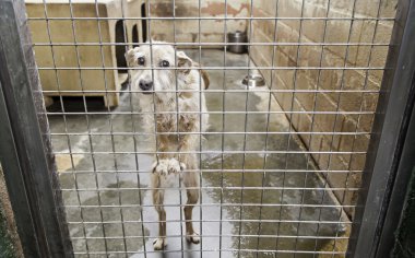Kafeste korkan köpek