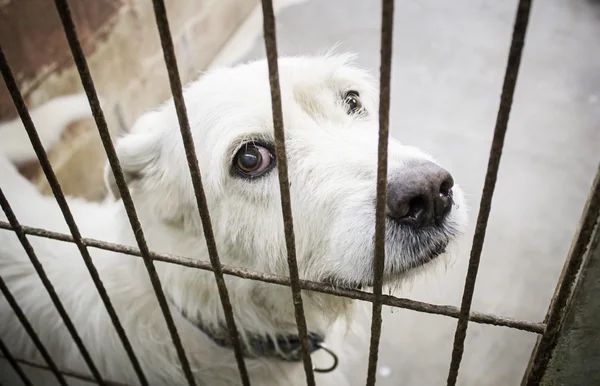 Smutny pies w klatce — Zdjęcie stockowe