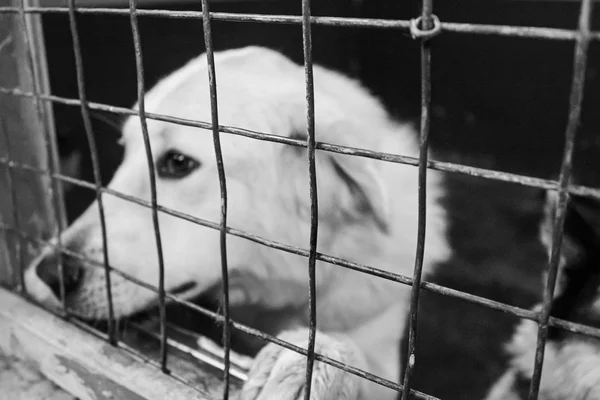 Mastín en animales protectores — Foto de Stock