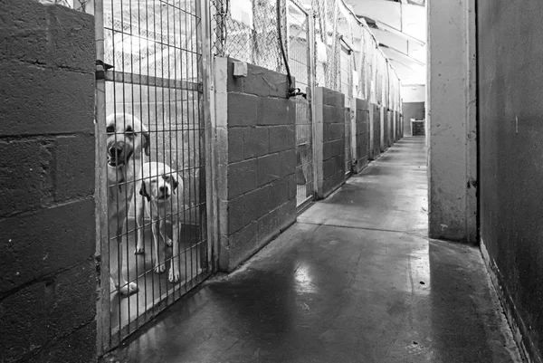 Dogs in the kennel — Stock Photo, Image