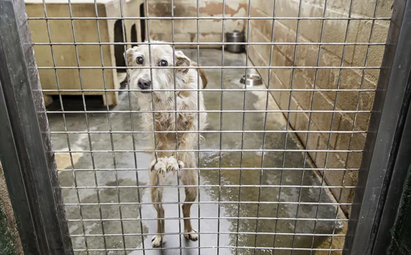 Scared dog in cage — Stock Photo, Image