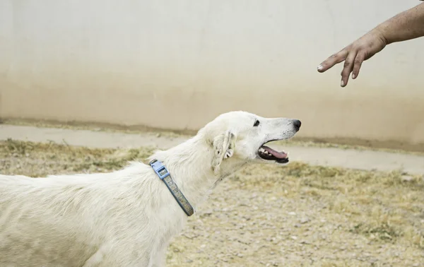 Білий greyhound собаки — стокове фото