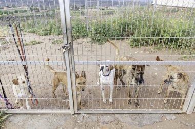 Köpek sürüsü kafes