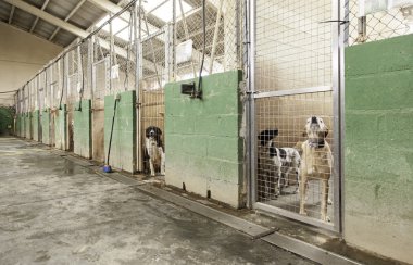 Üzgün köpek kafesleri