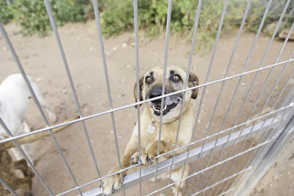 Hond kennel kooi — Stockfoto