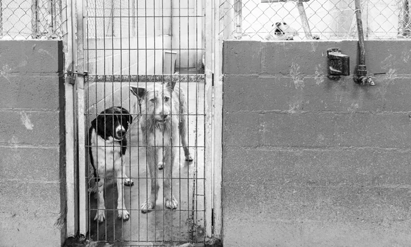 Κλουβί με τα σκυλιά — Φωτογραφία Αρχείου