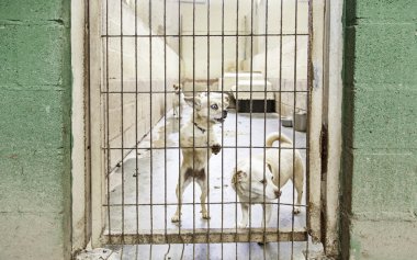 Terk edilmiş küçük köpekler