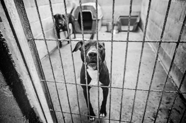Köpek köpek kulübesi soy ağacı