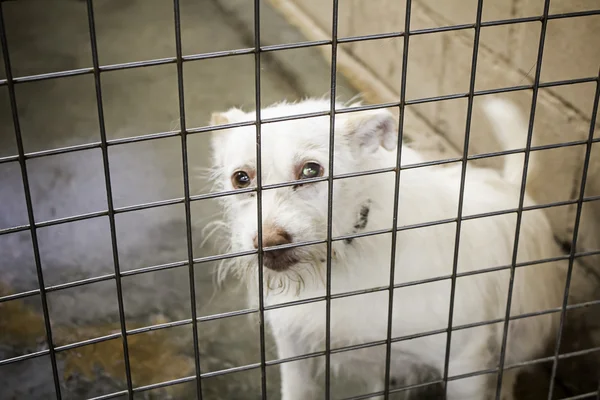 Sad Dog in cage — Stock Photo, Image