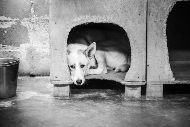 Gizli köpek köpek kulübesi