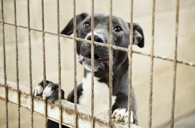 Sadece küçük köpek