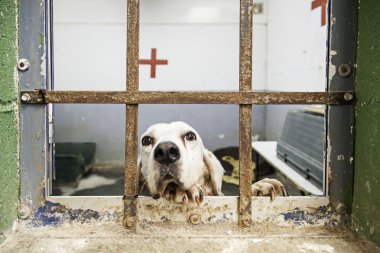 Hasta köpek köpek kulübesi