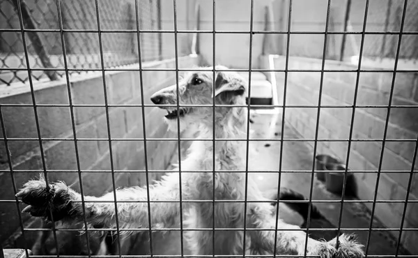 Cão bloqueado gaiola — Fotografia de Stock