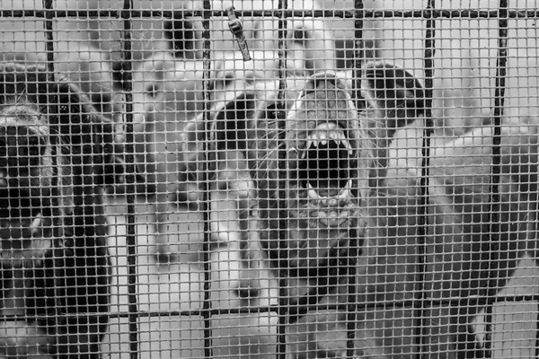 Επιθετικό σκυλί κλουβί — Φωτογραφία Αρχείου