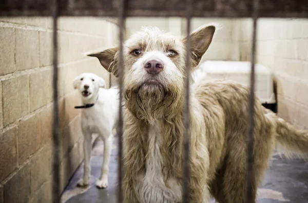 Triste jaula de perro — Foto de Stock