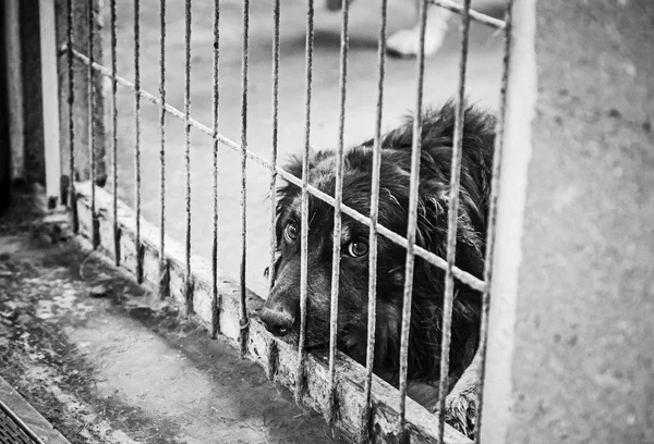 Cão triste abandonado — Fotografia de Stock