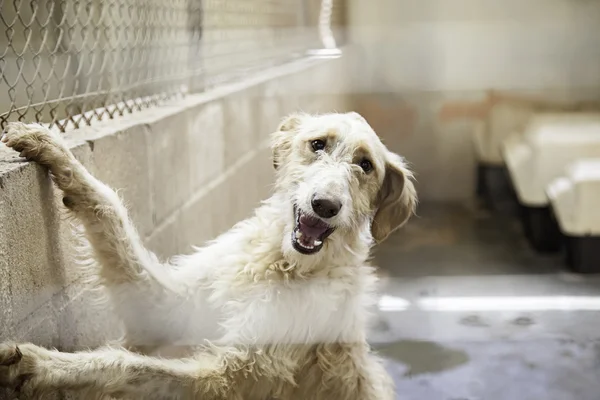 Scared dog cage — Stock Photo, Image