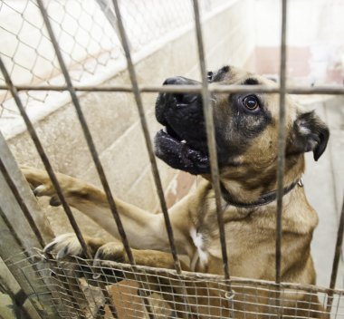 Boxer köpek kulübesi