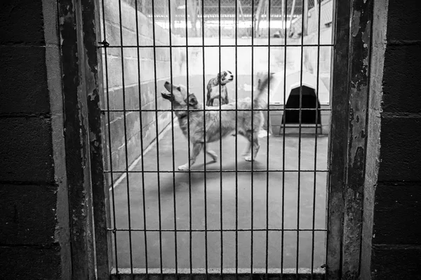 笼子里的狗 — 图库照片