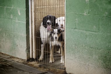 Köpekler korku ile