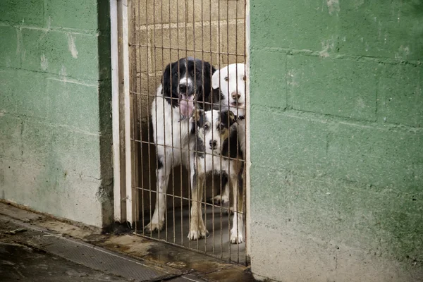 Cães com medo — Fotografia de Stock