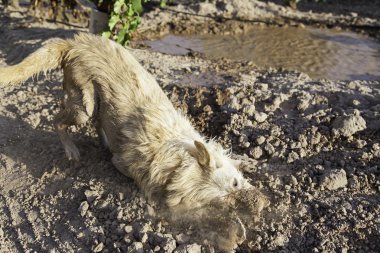 Sürtünme köpek Banyosu