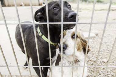 Köpek kulübesi köpek kilitli