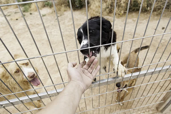 Cani cacciatori abbandonati — Foto Stock