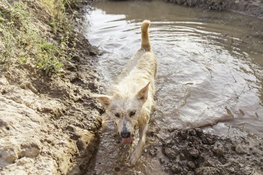 Avcılık köpek çamur banyosu