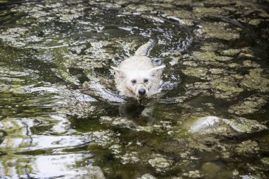 Nehirde yüzme köpek