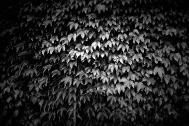 Orman, doğa ve çevredeki doğal yaprakların arka planı