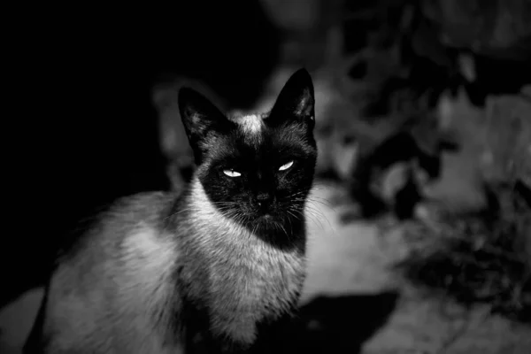 Сіамський Кіт Вулиці Домашні Тварини Вільні Ссавці — стокове фото
