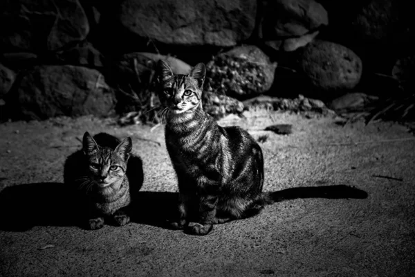 Katter Övergivna Gatan Djurmisshandel Ensamhet — Stockfoto