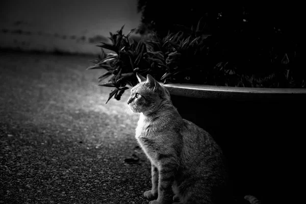 Laranja Gato Tabby Descansando Rua Animais Estimação — Fotografia de Stock