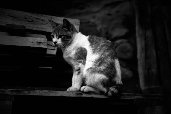 路上で捨てられた猫 動物虐待 — ストック写真