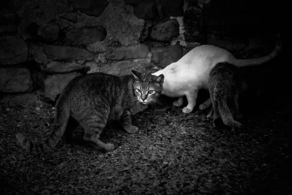 Sokakta Yemek Yiyen Sokak Kedileri Terk Edilmiş Hayvanların Detayları — Stok fotoğraf