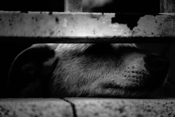 Cães Canil Trancados Abandonados Tristeza — Fotografia de Stock