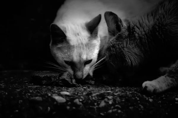 Gatos Rua Abandonados Abuso Animais Tristeza — Fotografia de Stock