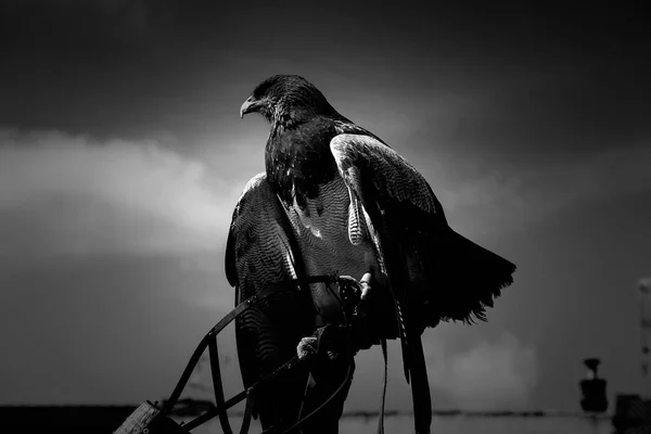 Águia Selvagem Falcoaria Animais Natureza Aves — Fotografia de Stock