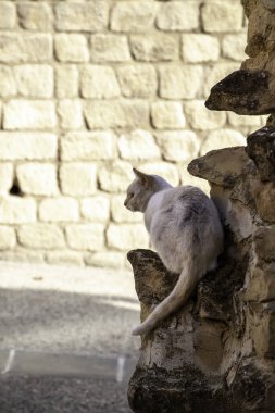 Terk edilmiş sokak kedileri, hayvan istismarı, üzüntü.