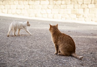 Terk edilmiş sokak kedileri, hayvan istismarı, üzüntü.