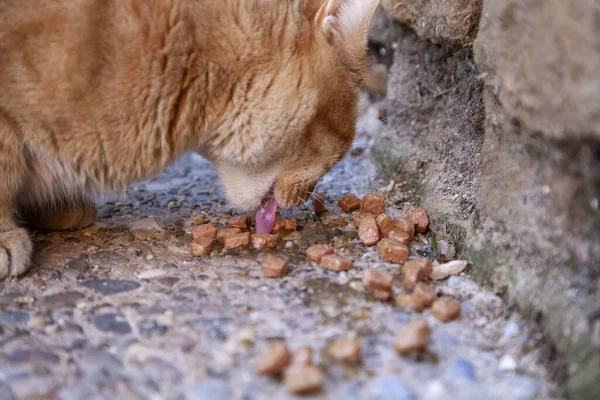 流浪猫在街上吃饭 被遗弃动物的详细情况 — 图库照片
